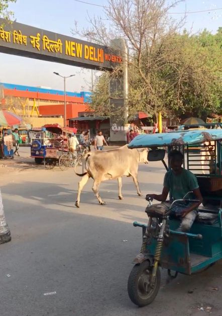 cow